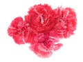 Pink carnation flowers Dianthus caryophyllus Royalty Free Stock Photo