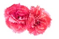 Pink carnation flowers Dianthus caryophyllus Royalty Free Stock Photo