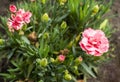 Pink carnation flowers. Macro photo. Royalty Free Stock Photo