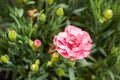 Pink carnation flowers. Macro photo. Royalty Free Stock Photo