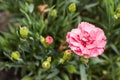 Pink carnation flowers. Macro photo. Royalty Free Stock Photo