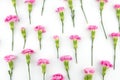 Pink carnation flowers pattern