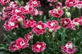 Pink Carnation flowers in summer garden. Dianthus caryophyllus