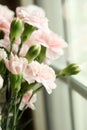 Pink carnation flowers by the window. Royalty Free Stock Photo