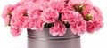 Pink carnation flowers in zinc bucket, a delightful concept for mothers day celebration Royalty Free Stock Photo