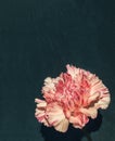 Pink carnation in front of black slate