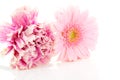 Pink carnation and gerber flowers Royalty Free Stock Photo