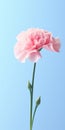 Minimalist Mobile Wallpaper: Elegant Carnation On Posh And Samsung Qn900a