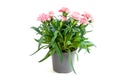 Pink carnation in a grey pot isolated on a white background. A pot with flowers.Gardening. Royalty Free Stock Photo