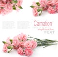 Pink carnation