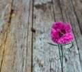 Pink carnation isolated