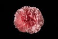 Pink carnation mother`s day blessing flowers