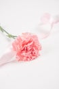 pink carnation mother`s day blessing flowers