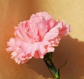 Pink carnation, symbol of innocence Royalty Free Stock Photo