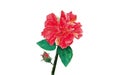 Pink Carnation. Symbol of Mothers Day