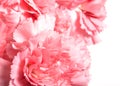 Pink carnations