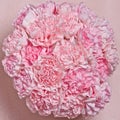 Pink Carnations