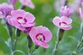 Pink carnations