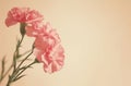 pink carnations arrange to the edge of the frame Royalty Free Stock Photo