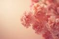 pink carnations arrange to the edge of the frame Royalty Free Stock Photo