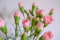 pink carnations blossoms closeup on white background. Floral background. Postcard design Royalty Free Stock Photo