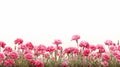 Pink Carnations Field In Range Murata Style On White Background