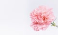 Pink carnations flower for Mother`s day Royalty Free Stock Photo