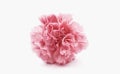 Pink carnations flower for Mother`s day Royalty Free Stock Photo