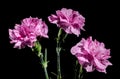 Pink carnations flowers on a black background