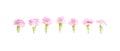 Pink carnations heads on white background. Royalty Free Stock Photo