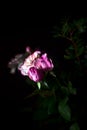 Pink carnations and pink roses in the dark Royalty Free Stock Photo