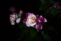 Pink carnations and pink roses in the dark Royalty Free Stock Photo