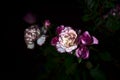 Pink carnations and pink roses in the dark Royalty Free Stock Photo