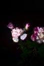 Pink carnations and pink roses in the dark Royalty Free Stock Photo