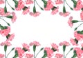 Pink carnations on a white background