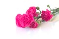 Pink carnations on white background. Royalty Free Stock Photo