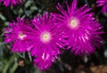 Pink Carpet flowers Royalty Free Stock Photo