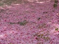 Pink carpet of flowers in spring background Royalty Free Stock Photo