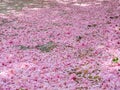 Pink carpet of flowers in spring Royalty Free Stock Photo