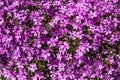 Pink flower carpet phlox in the garden Royalty Free Stock Photo