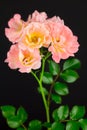 Pink carpet roses on black Royalty Free Stock Photo