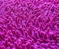 Pink carpet softness texture of doormat, select focus close-up image