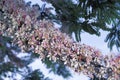 Pink cassia in bloom.