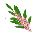 Pink Cassia Fistula Flower on White Background