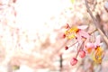 Pink Cassia Flowers Royalty Free Stock Photo