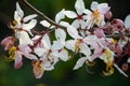 Pink Cassia/Pink Shower buetiful flower