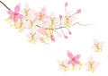 Pink cassia or wishing tree flower on white background,vector illustration