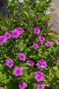 Pink Catharanthus flowers.