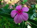 Pink catharanthus roseus bloom in the garden after rain.