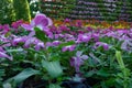 Pink catharanthus roseus bloom